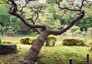 庭木管理（剪定・害虫駆除・雑草処理・移植）
