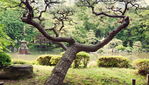 庭木管理（剪定・害虫駆除・雑草処理・移植）